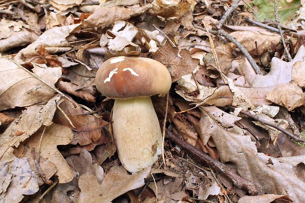 hríb dubový Boletus reticulatus Schaeff.