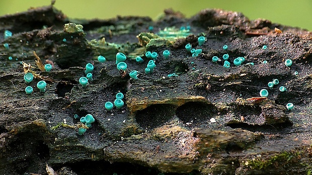 zelenica Chlorociboria sp.