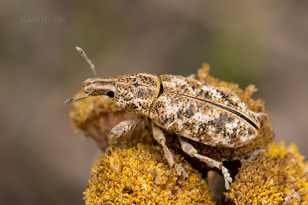 nosáčik Cyphocleonus dealbatus