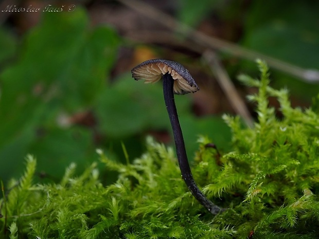 hodvábnica Entoloma sp.