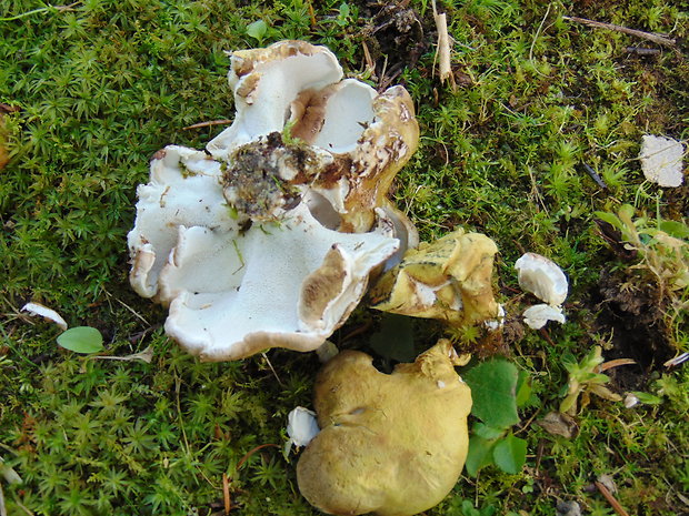 krásnopórovec zelenohnedý Laeticutis cristata (Schaeff.) Audet