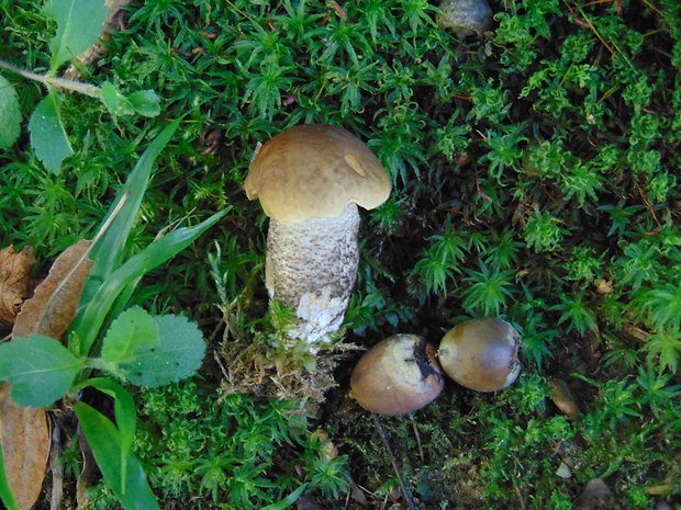 kozák hrabový Leccinum pseudoscabrum (Kallenb.) Šutara