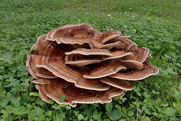 vejárovec obrovský Meripilus giganteus (Pers.) P. Karst.