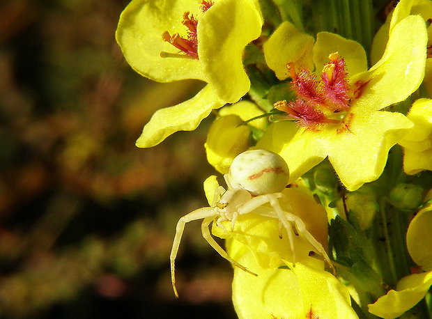 kvetárik dvojtvarý Misumena vatia