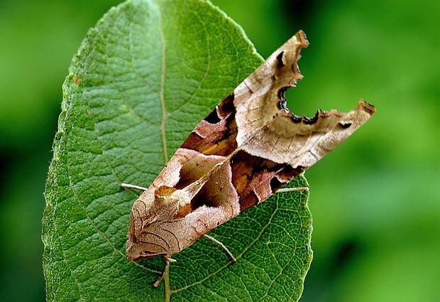 sivkavec mramorovaný Phlogophora meticulosa