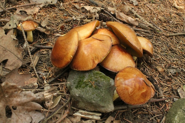 masliak zrnitý Suillus granulatus (L.) Roussel