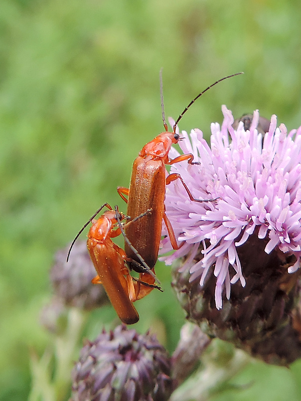 snehuľčík / páteříček červený Cantharis rufa Linnaeus, 1758