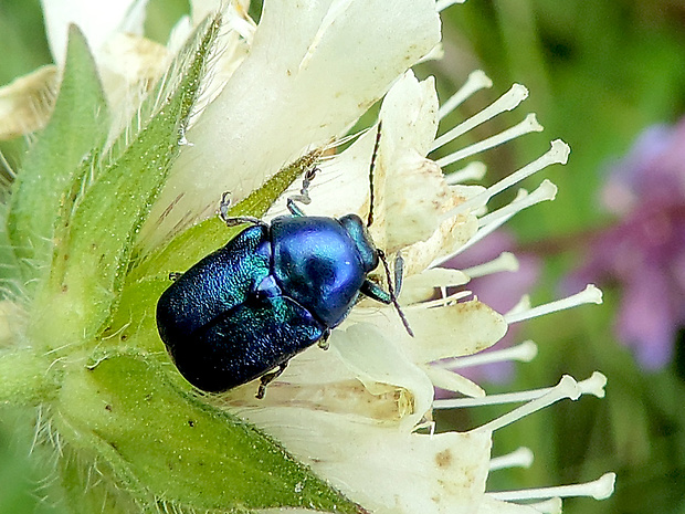 krytohlav  Cryptocephalus hypocharoides Linnaeus, 1758