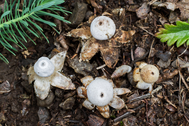 hviezdovka malá Geastrum minimum Schwein.