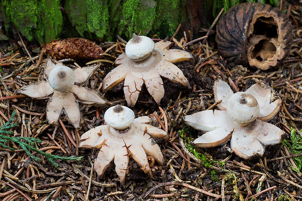 hviezdovka golierikovitá Geastrum striatum DC.