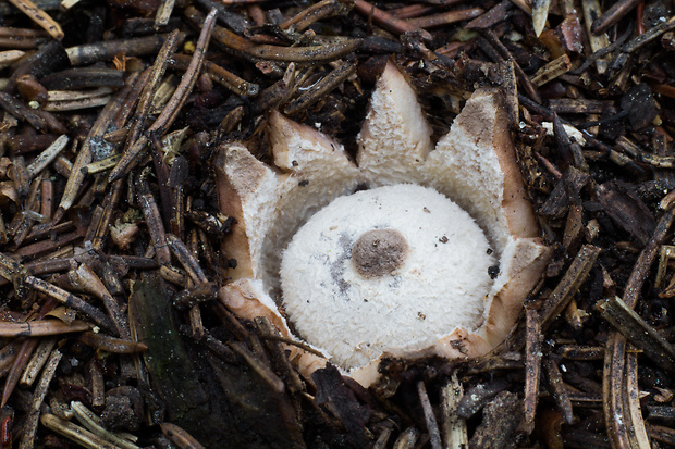 hviezdovka golierikovitá Geastrum striatum DC.