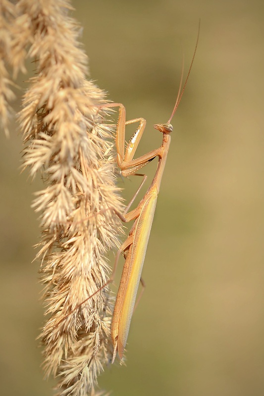 modlivka zelená Mantis religiosa