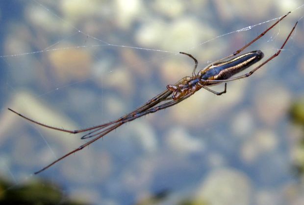 čeľustnatka trstinová Tetragnatha extensa L.