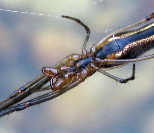 čeľustnatka trstinová Tetragnatha extensa L.