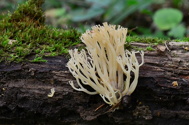 korunovec svietnikovitý Artomyces pyxidatus (Pers.) Jülich