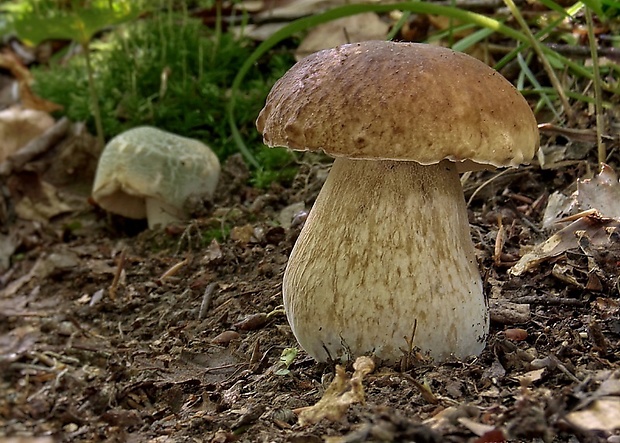 hríb dubový Boletus reticulatus Schaeff.