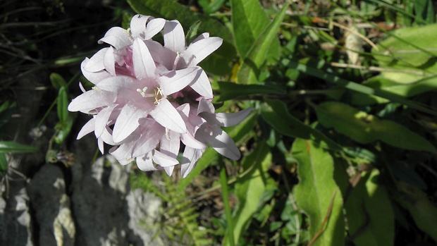 zvonček klbkatý -albín Campanula glomerata agg. L.