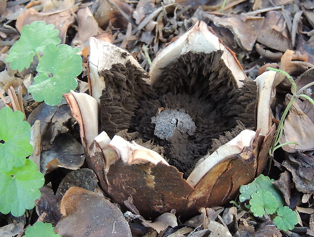 hviezdovka trojitá Geastrum triplex Jungh.