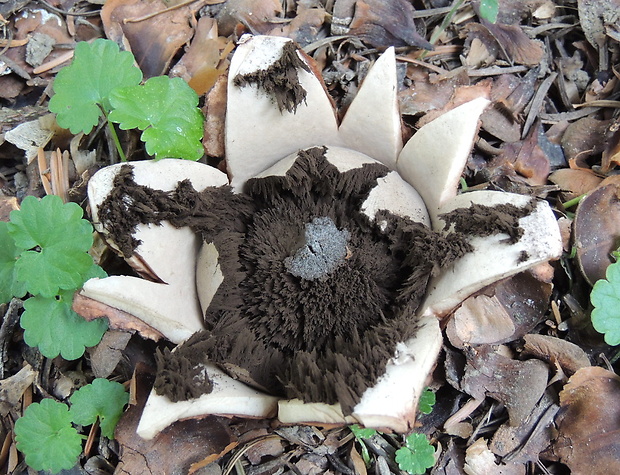 hviezdovka trojitá Geastrum triplex Jungh.