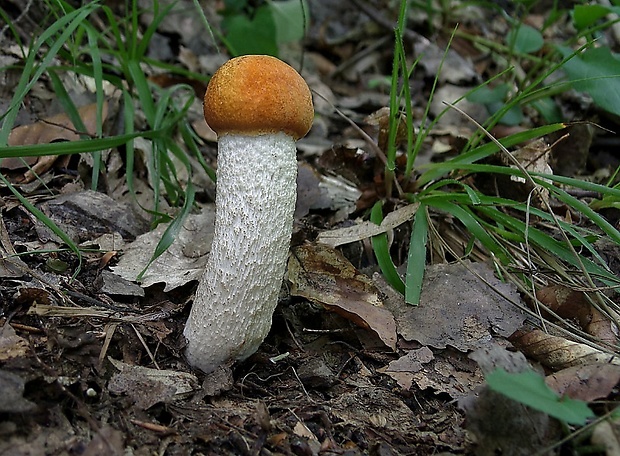 kozák osikový Leccinum albostipitatum den Bakker & Noordel.