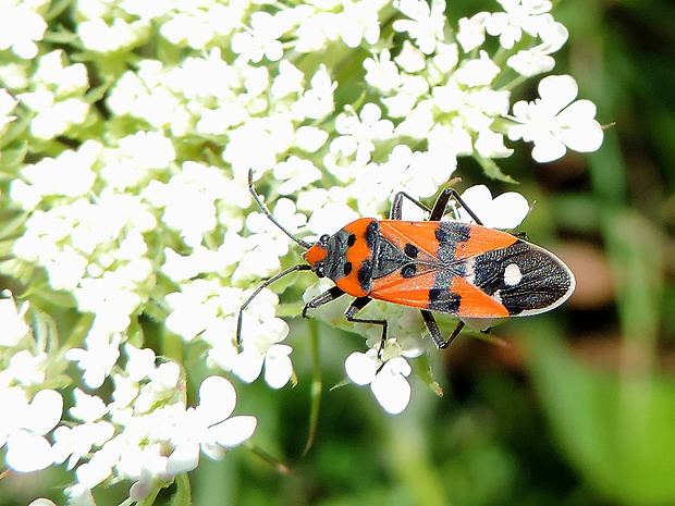 behavka pestrá / ploštička pestrá Lygaeus equestris Linnaeus, 1758