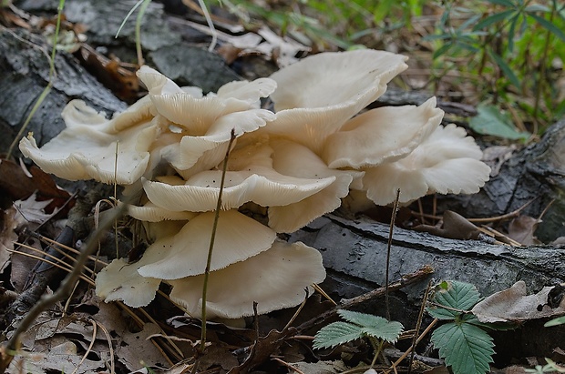 hliva buková Pleurotus pulmonarius (Fr.) Quél.