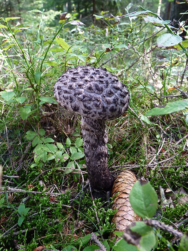 šiškovec šupinatý Strobilomyces strobilaceus (Scop.) Berk.