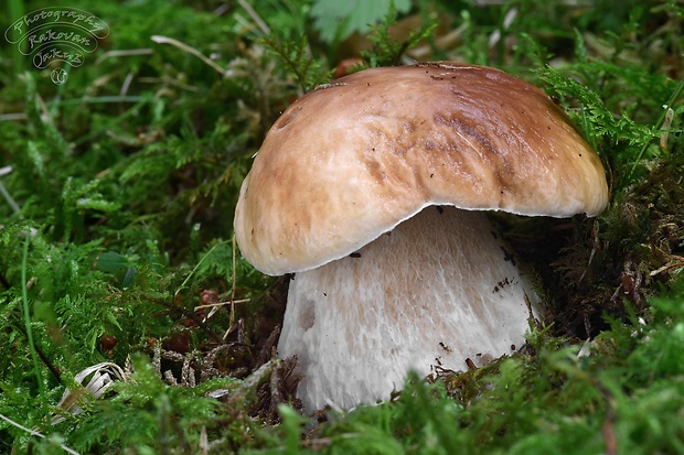 hríb smrekový Boletus edulis Bull.