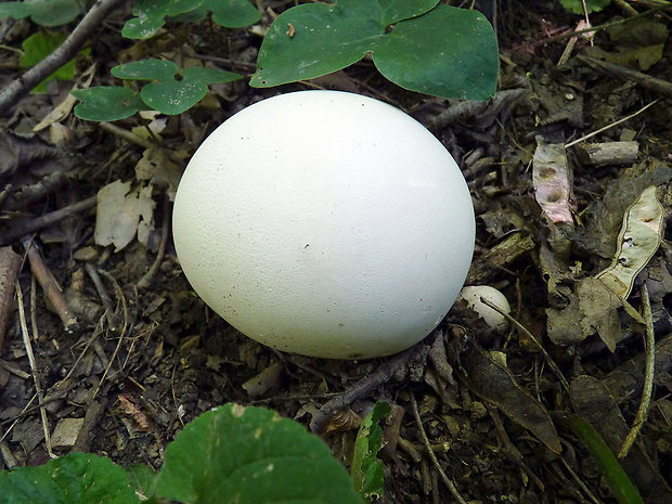 vatovec obrovský Calvatia gigantea (Batsch) Lloyd