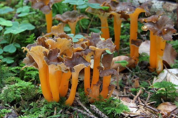 kuriatko žltohnedé Cantharellus lutescens Fr.