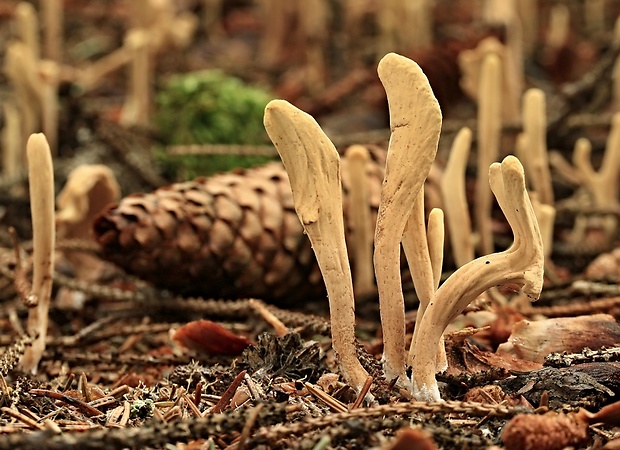 kyjak jazykovitý Clavariadelphus ligula (Schaeff.) Donk