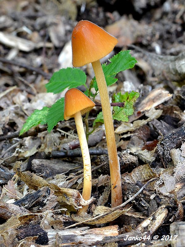 kapucňovec Conocybe sp.