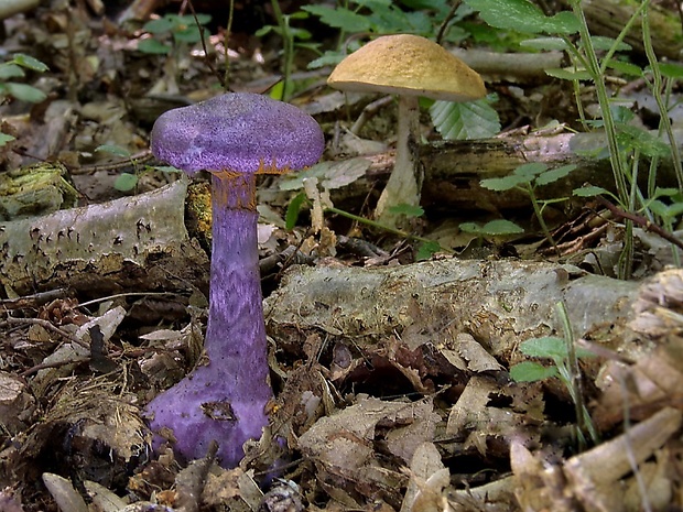 pavučinovec fialový + kozák hrabový Cortinarius violaceus + Leccinum pseudoscabrum (L.) Gray