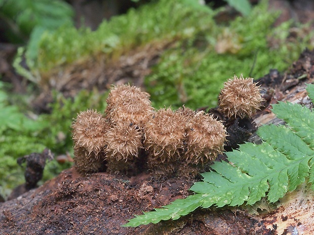 čiaškovec pásikavý Cyathus striatus (Huds.) Willd.