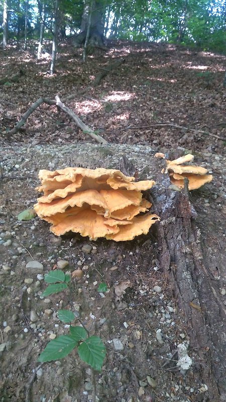 sírovec obyčajný Laetiporus sulphureus (Bull.) Murrill