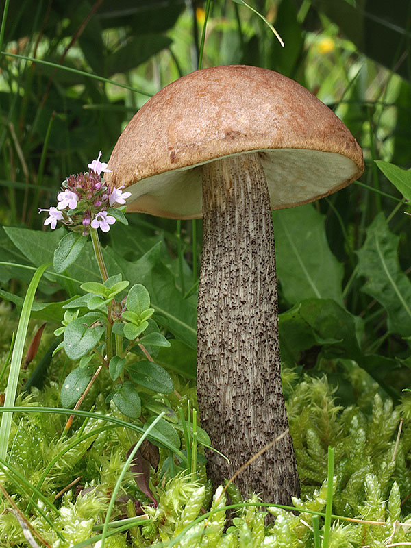 kozák brezový Leccinum scabrum (Bull.) Gray