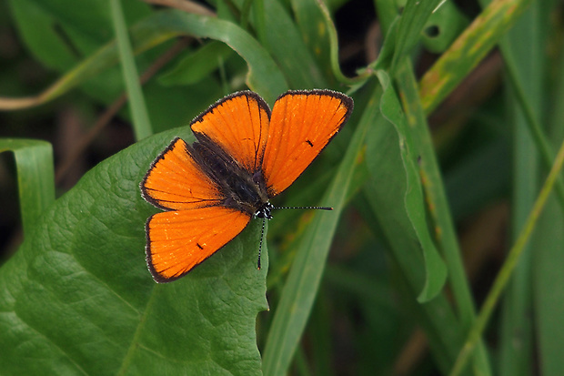 ohniváčik veľký Lycaena dispar