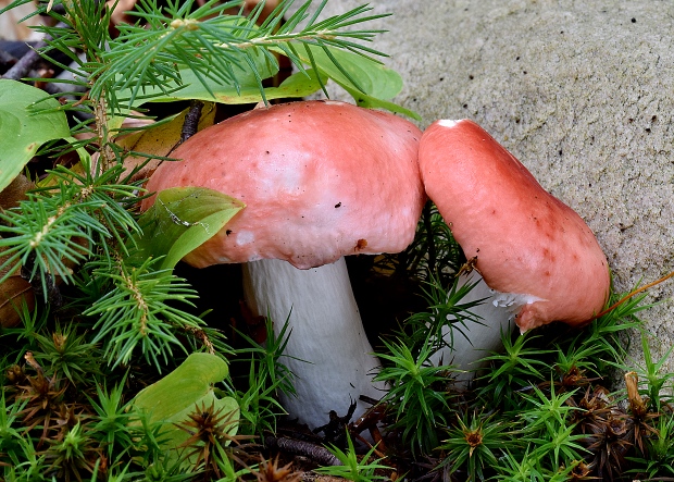 plávka Russula sp.