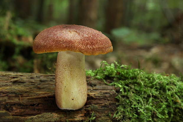 čírovec červenožltý Tricholomopsis rutilans (Schaeff.) Singer