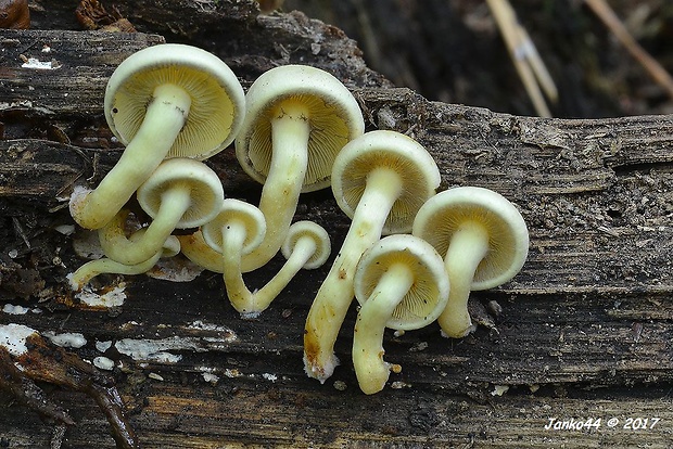 strapcovka zväzkovitá Hypholoma fasciculare (Huds.) P. Kumm.