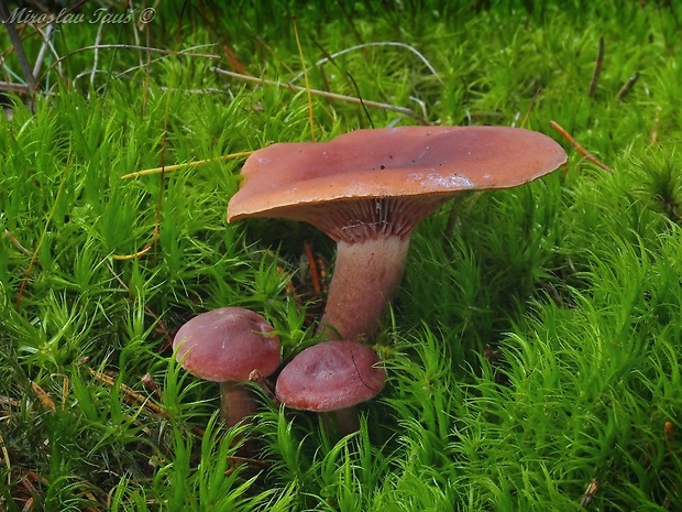 rýdzik gáfrový Lactarius camphoratus (Bull.) Fr.