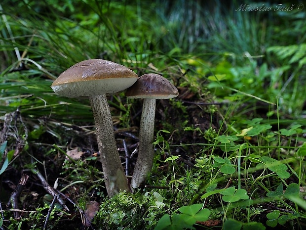 kozák Leccinum sp.