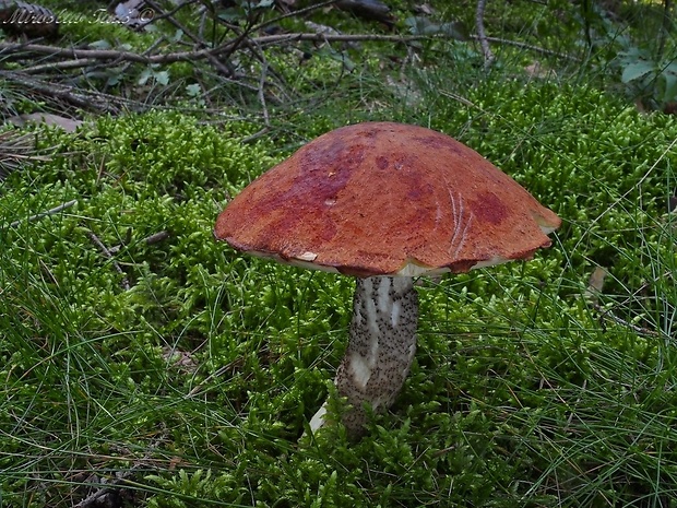 kozák sosnový Leccinum vulpinum Watling