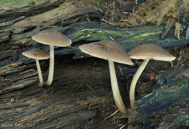 štítovka Pluteus granulatus Bres.