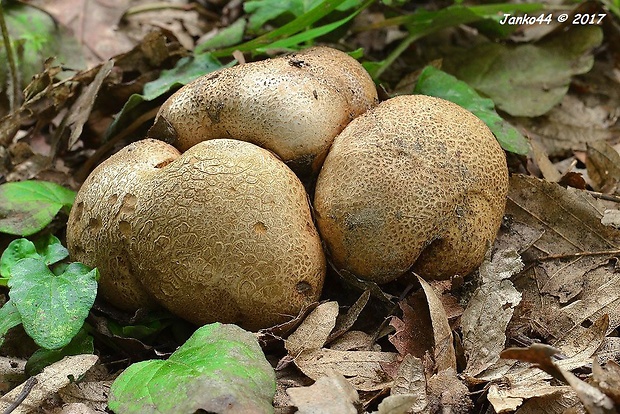 pestrec obyčajný Scleroderma citrinum Pers.