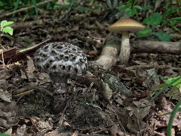 šiškovec šupinatý + kozák hrabový Strobilomyces strobilaceus + Leccinum pseudoscabrum (Scop.) Berk.