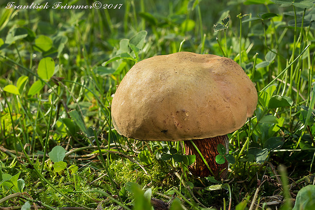 hríb siný Suillellus luridus (Schaeff.) Murrill