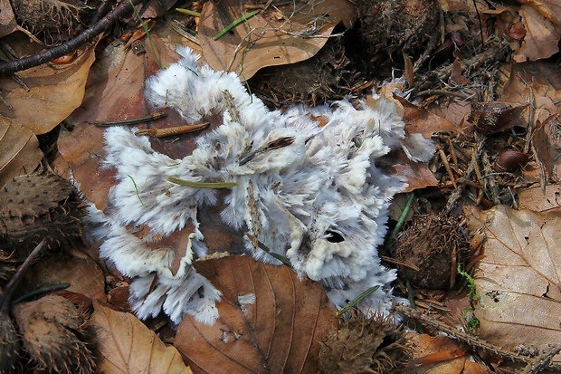 plesňovka belavohnedá Thelephora penicillata (Pers.) Fr.