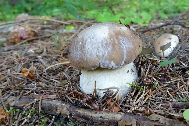 hríb smrekový Boletus edulis Bull.