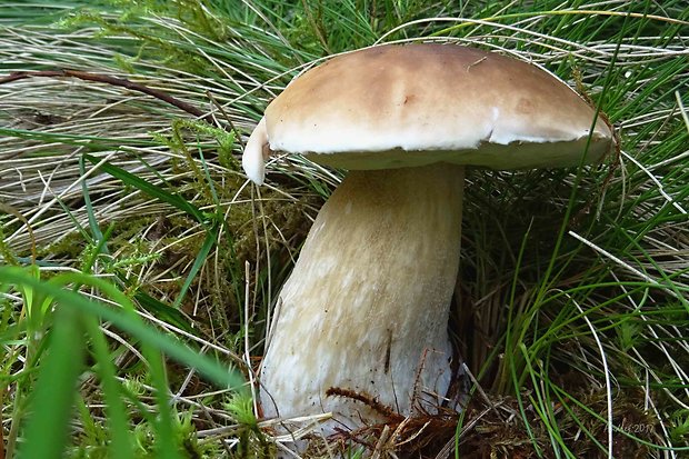 hríb smrekový Boletus edulis Bull.